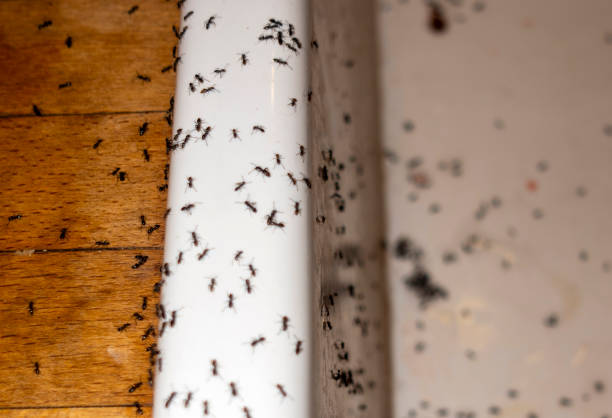 Wildlife Control Services in Cohasset, MN