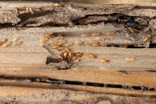 Insect Control in Cohasset, MN